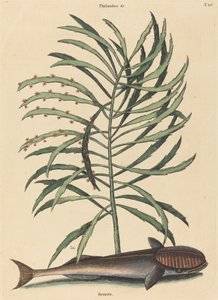 De zuigende vis (Echeneis Naucratis)