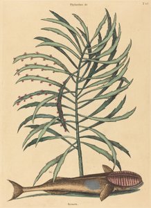 De Zuigvis (Echeneis Naucratis)