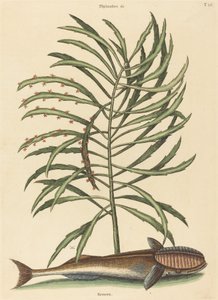 De Zuigvis (Echeneis naucratis) door Mark Catesby