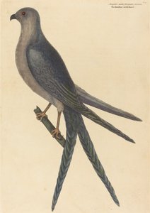 De Zwaluwstaart Havik Falco furcatus, gepubliceerd 1754