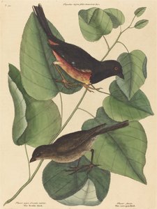 De Towhe Vogel Fringilla erythrophthalma, gepubliceerd 1754
