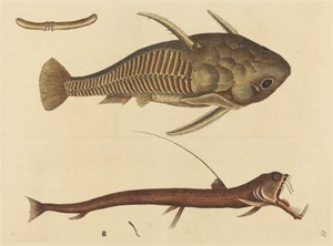 De Adderbek Silurus cataphractus, gepubliceerd 1731-1743 door Mark Catesby