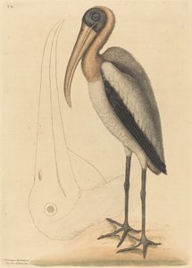 De houtpelikaan Tantalus Loculator, gepubliceerd 1731-1743 door Mark Catesby