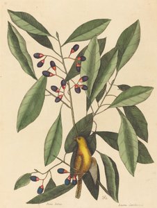 De Gele Kwikstaart (Motacilla trochilus) door Mark Catesby