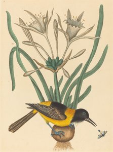 De Gele en Zwarte Pye Oriolus Icterus