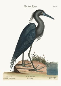 De blauwe reiger, 1749-73 door Mark Catesby