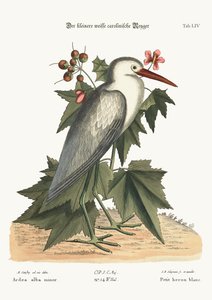 De kleine witte reiger, 1749-73 door Mark Catesby