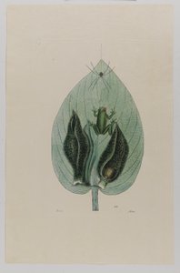 Boomkikker door Mark Catesby