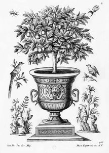 Citrusbomen, ca. 1735 door Martin Engelbrecht