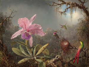 Cattleya Orchidee en Drie Kolibries