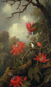 Kolibrie en Passiebloemen
