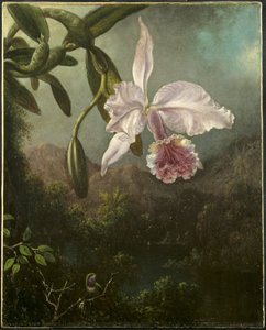 Orchideeënbloesems
