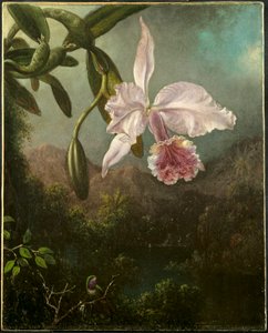 Orchideeënbloesems, 1873