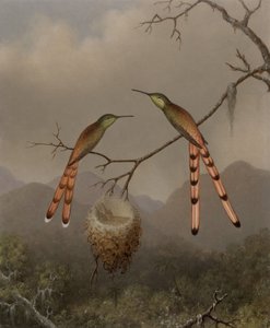 door Martin Johnson Heade