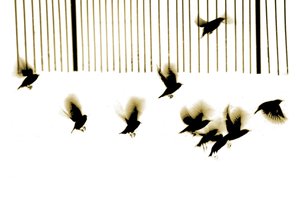 Spreeuwen, 2003 (fotogravure)