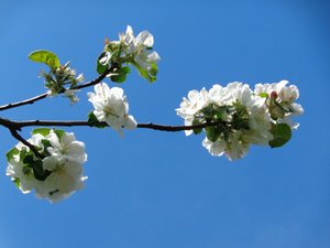 Appelbloesem