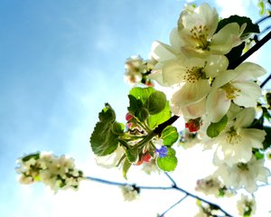 Boombloesems1