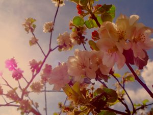 Boombloesems2