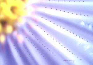 Blauwe Bloem