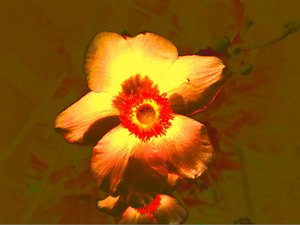Bloem door Martina Konitzky