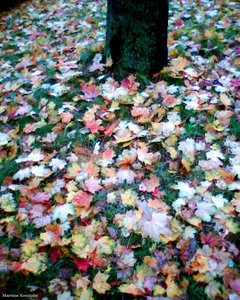 Herfst