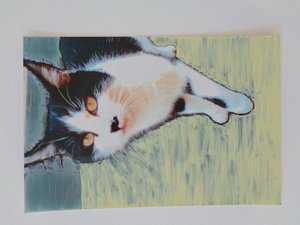Kat door Martina Konitzky