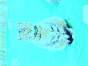 Kitty door Martina Konitzky