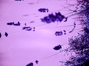 Lavendel door Martina Konitzky
