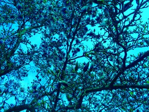 Magnolia blauw