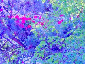 Planten door Martina Konitzky