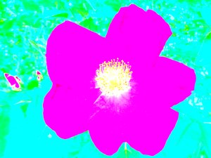 Popart Hommage aan Andy Warhol
