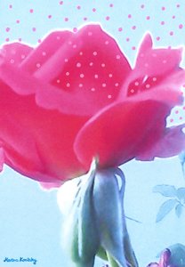 Roze Roos