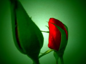 Rood Groen