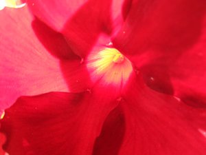 Rode Bloem door Martina Konitzky