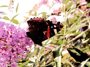 Vlinder