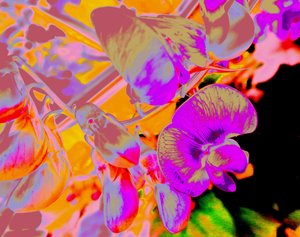 Zomerbloemen
