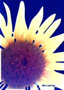 Zonnebloem Donkerblauw