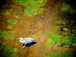 Vogel aan de rivier