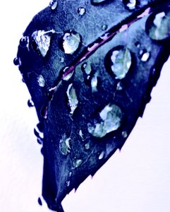 Blauwe Waterdruppels door Martina Konitzky