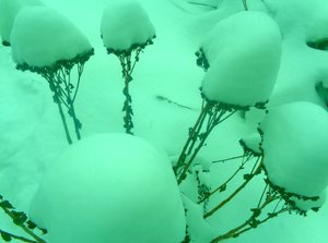 Winter Mint door Martina Konitzky