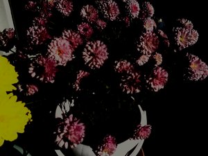 chrysanten5 door Martina Konitzky