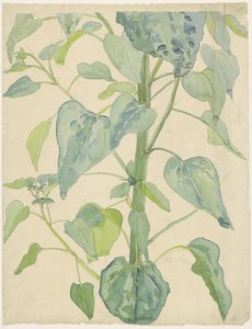 Stengel en bladeren van een zonnebloem door Martinus van Andringa
