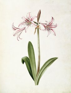 (Amaryllis) Vittata Formosa