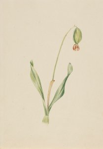 (Zonder titel) (Studie van planten) door Mary Vaux Walcott