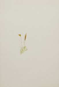 (Zonder titel - Bloemenstudie) door Mary Vaux Walcott
