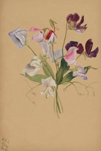 (Zonder titel - Bloemenstudie) door Mary Vaux Walcott