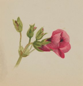 (Zonder titel - Bloemenstudie) door Mary Vaux Walcott