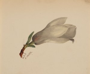 (Zonder titel - Bloemenstudie) door Mary Vaux Walcott