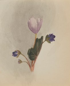 (Zonder titel - Bloemenstudie) door Mary Vaux Walcott
