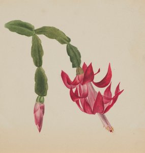 (Zonder titel - Bloemenstudie) door Mary Vaux Walcott